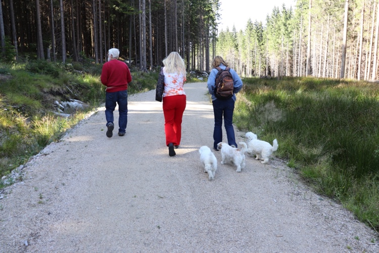 people and dogs in Jizera woods at Alpa accomodation Jizera Mountains