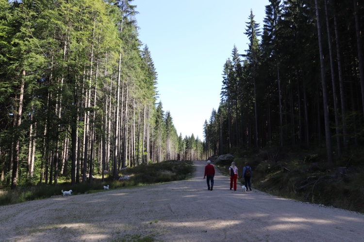 forest afteroon at Alpa accomodation Jizera Mountains